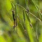 Tipula vernalis Meigen, 1804