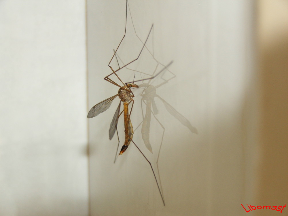 Tipula "Yamatotipula" Furca