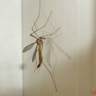 Tipula "Yamatotipula" Furca