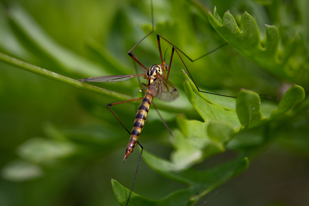 tipule