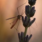 Tipule en contre jour