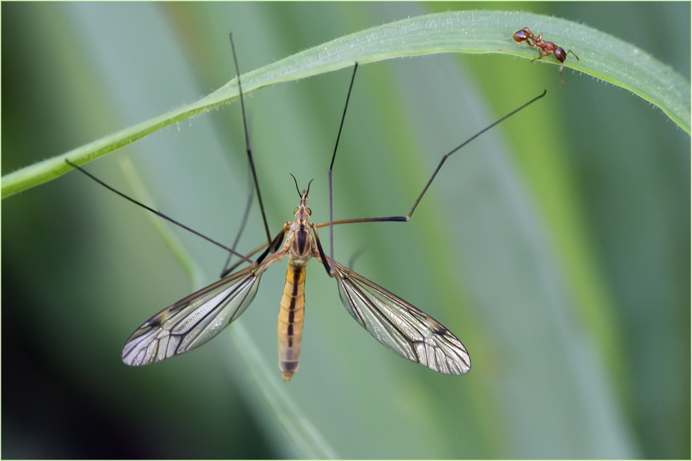 Tipule et fourmi (Tipula vernalis mâle)