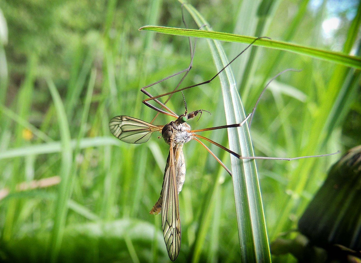 Tipule oleracea. Clin d'oeil à Jean-François