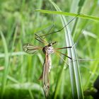 Tipule oleracea. Clin d'oeil à Jean-François