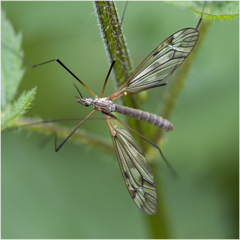 Tipule sur ortie (1)