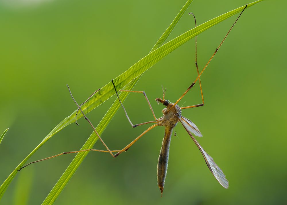 Tipulidae Foto & Bild tiere, landschaft, naturmakros Bilder auf