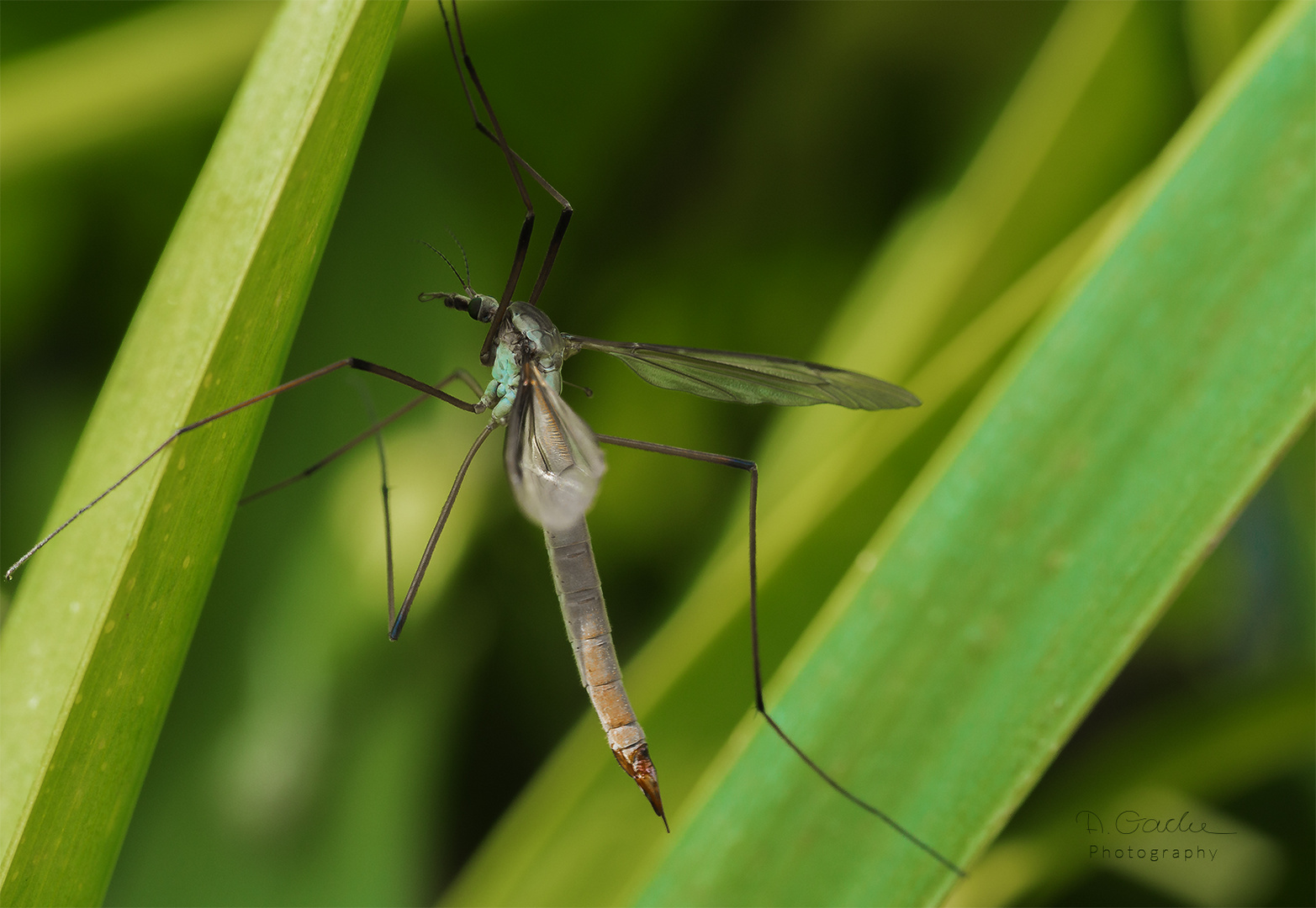 Tipulidae - Crane fly (Die Schnaken)