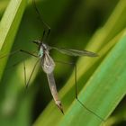 Tipulidae - Crane fly (Die Schnaken)