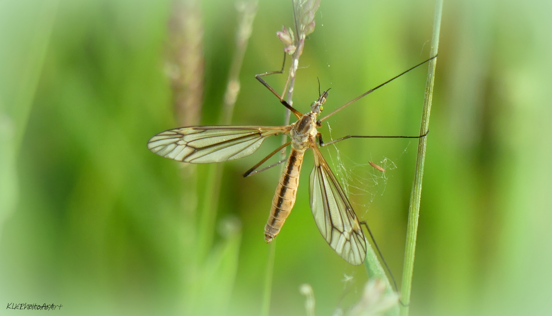 Tipulidae (Stelzmücke)