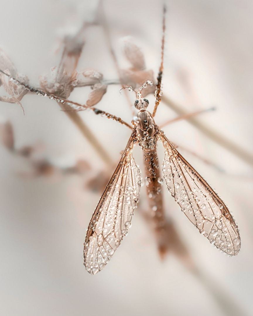 Tipuloidea-Mücke am Lavendel