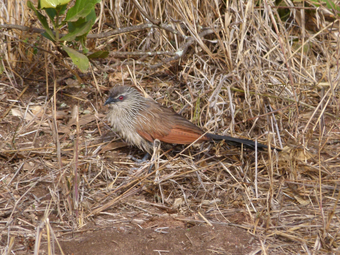 Tiputip ein Afrikanischer Kuckuck im Tsavo West