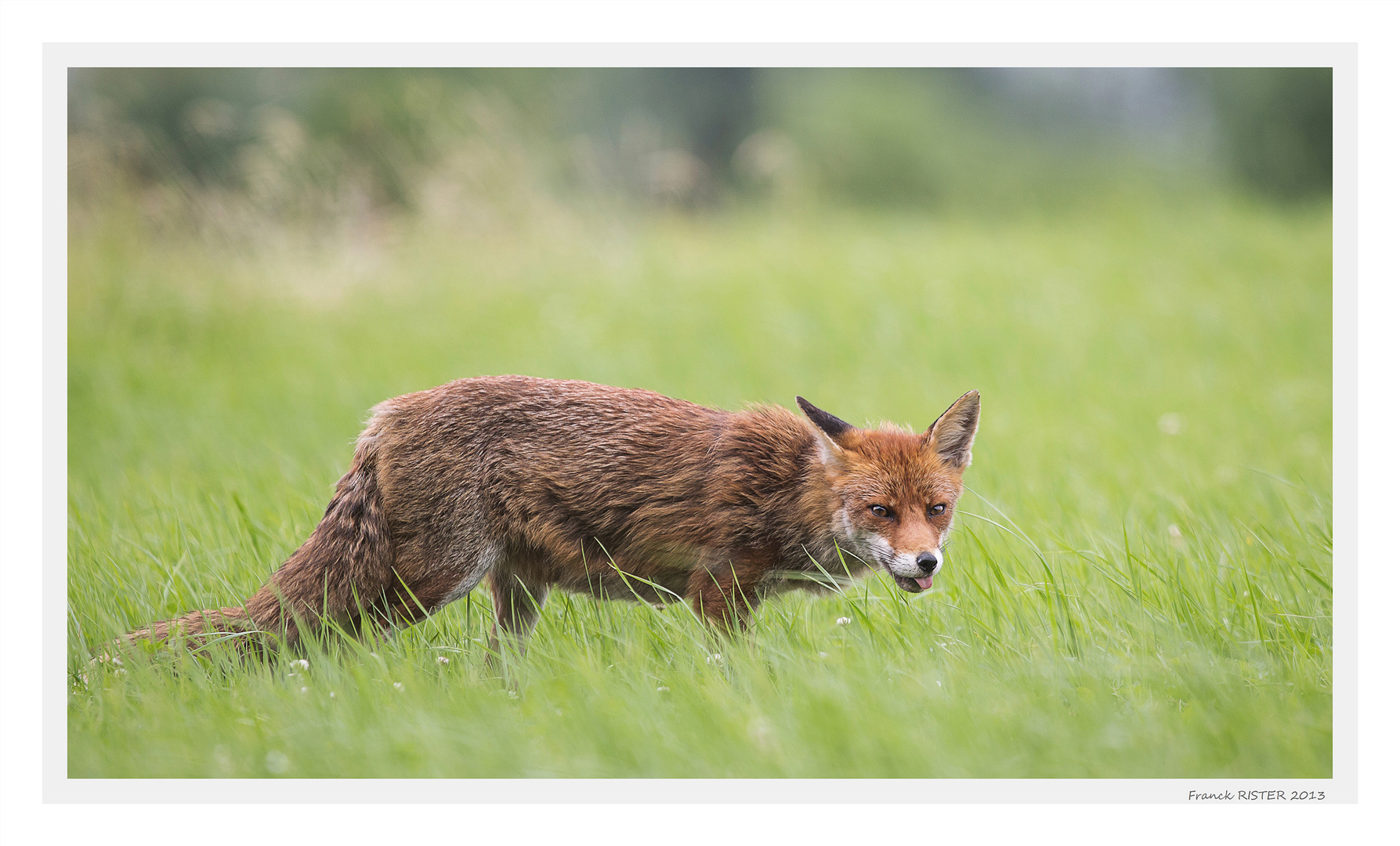 Tirage De Langue Photo Et Image Animaux Animaux Sauvages Renards Fennecs Images Fotocommunity