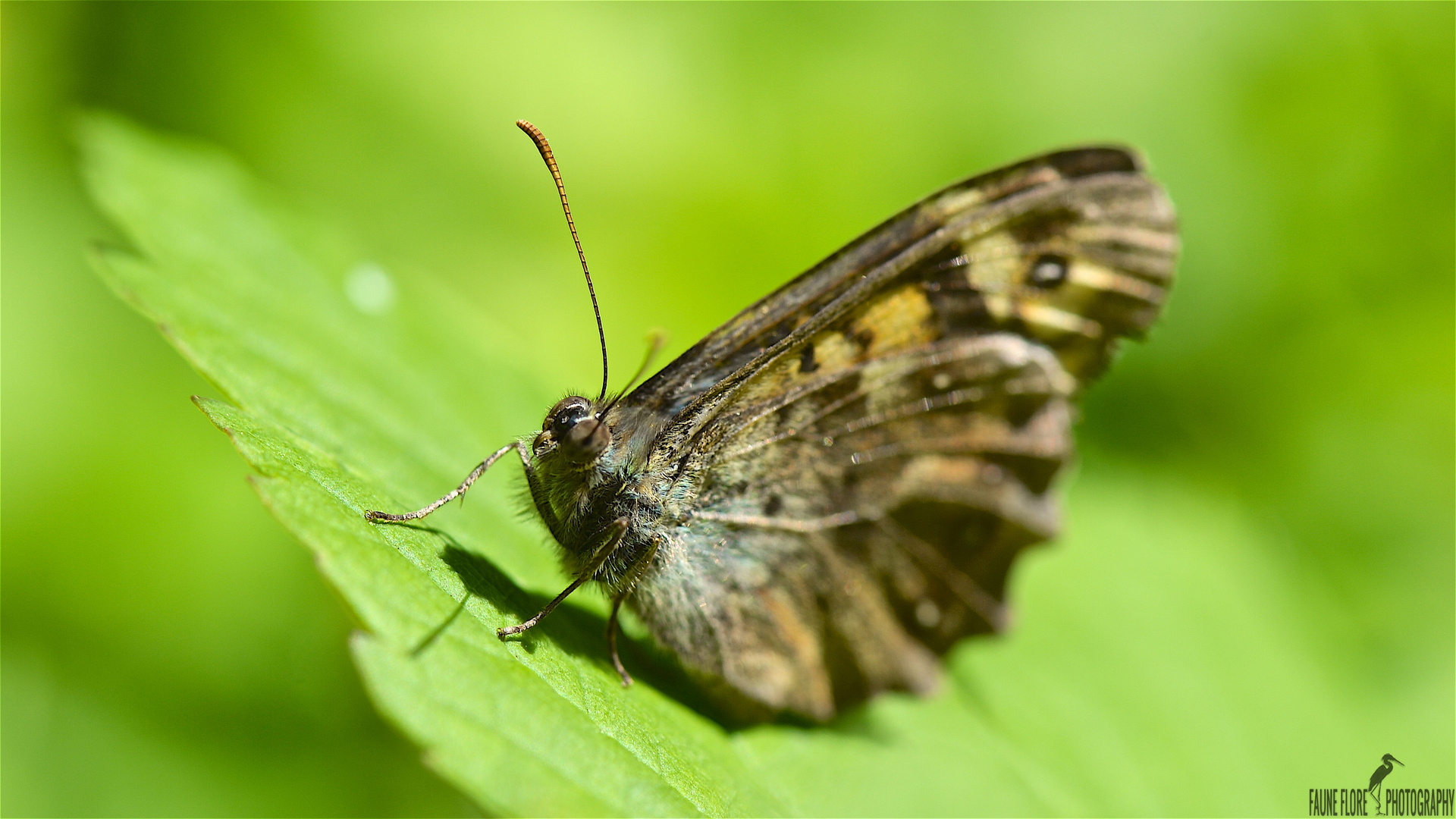 TIRCIS (PARARGE AEGERIA)