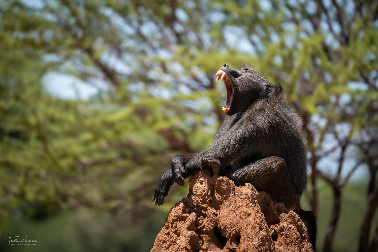 Tired Baboon, Waterberg Plateaupark (Namibia)