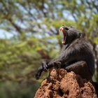 Tired Baboon, Waterberg Plateaupark (Namibia)