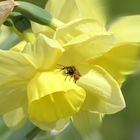 ... tired bee is resting on a daffodil flower