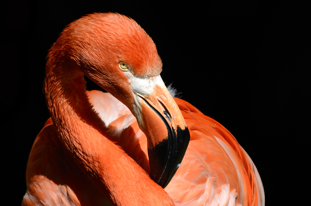 Tired Flamingo