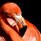 Tired Flamingo