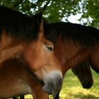 tired horses in the sun