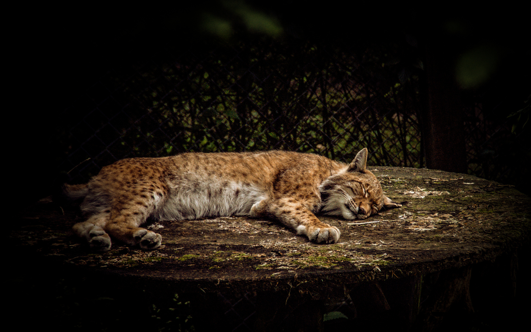 Tired Kitten