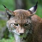 tired lynx