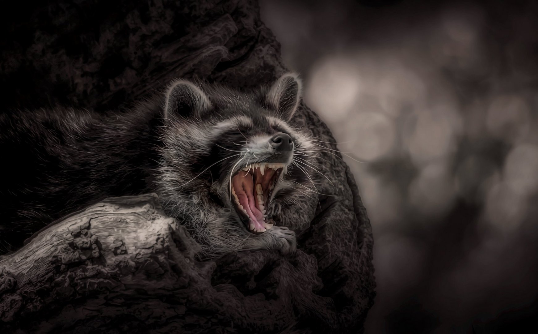 "tired raccoon"