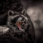 "tired raccoon"