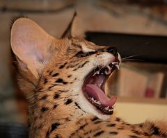 tired serval