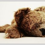 Tired Teddy