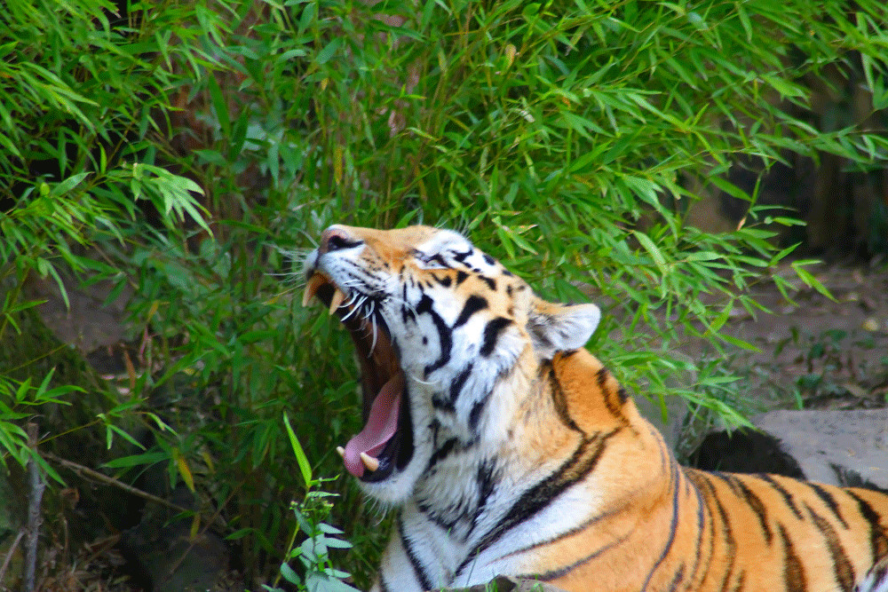 tired tiger