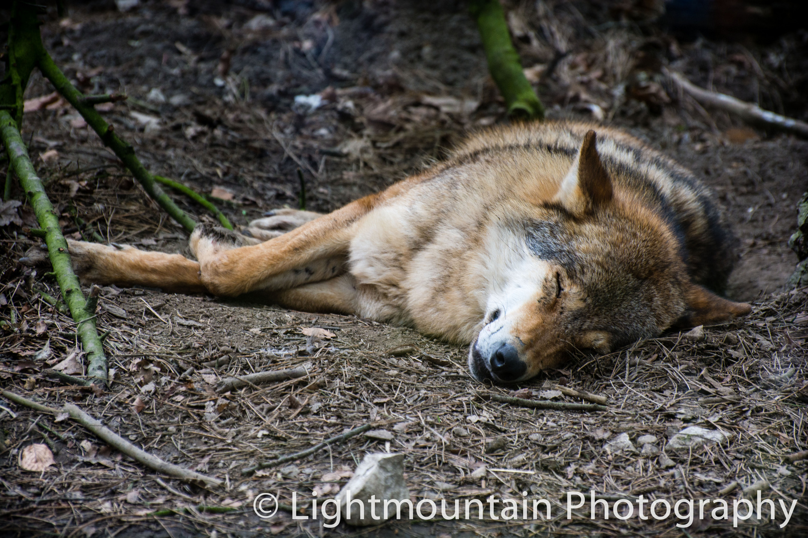 Tired Wolf