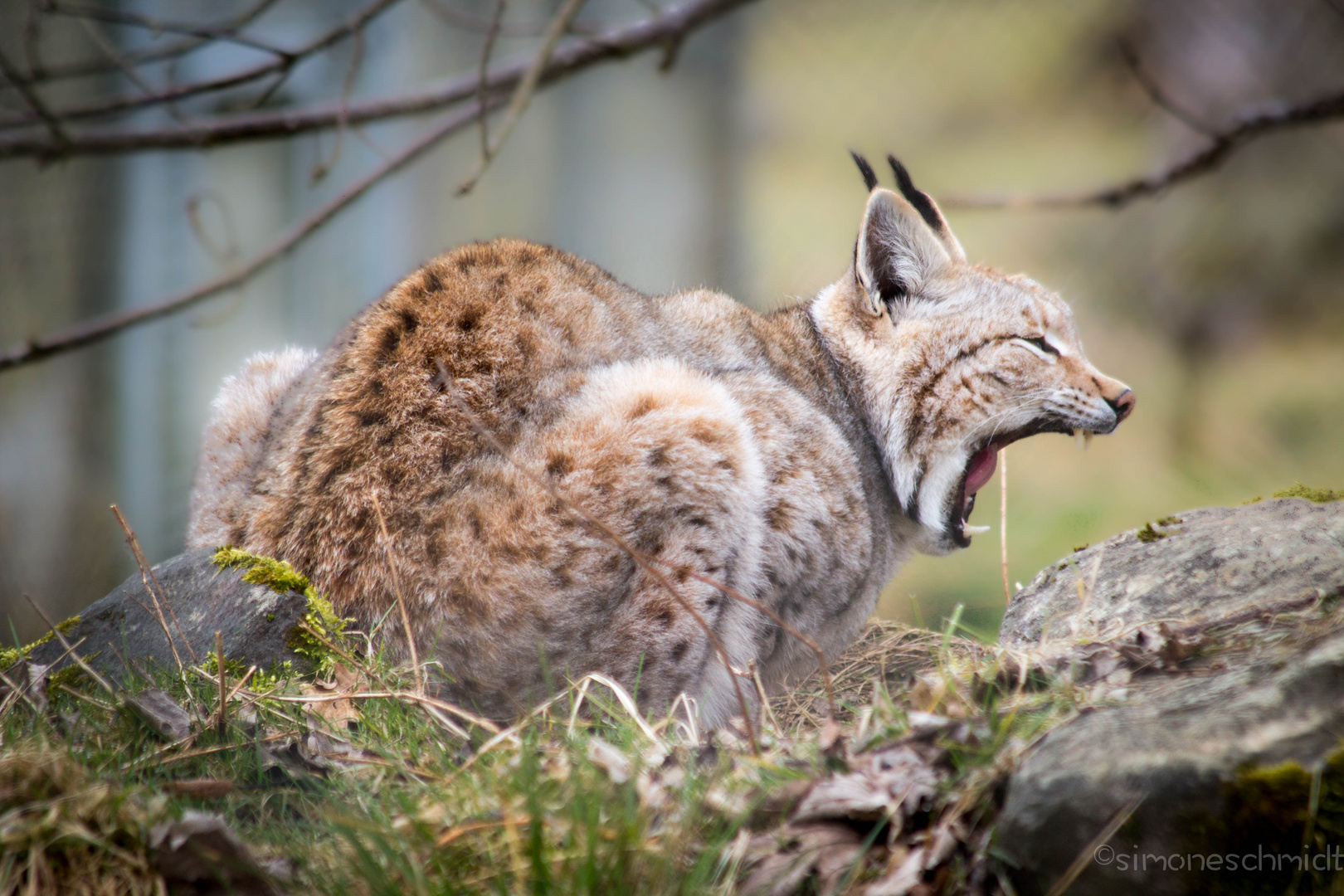 Tired.lynx.