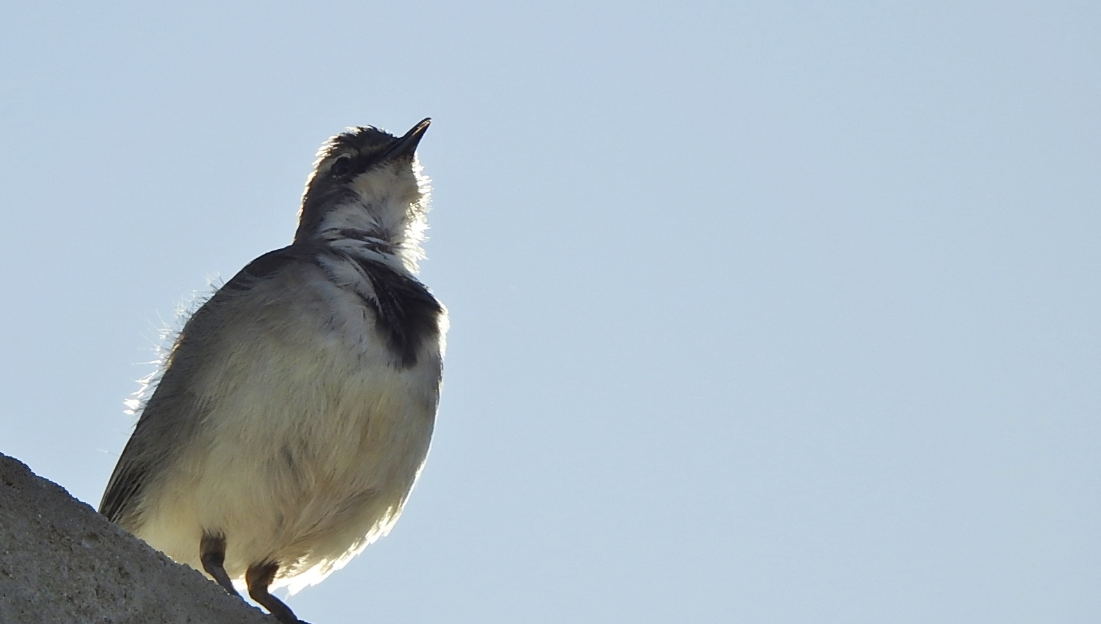 "Tirili-tirila-guten Morgen,Namibia!"