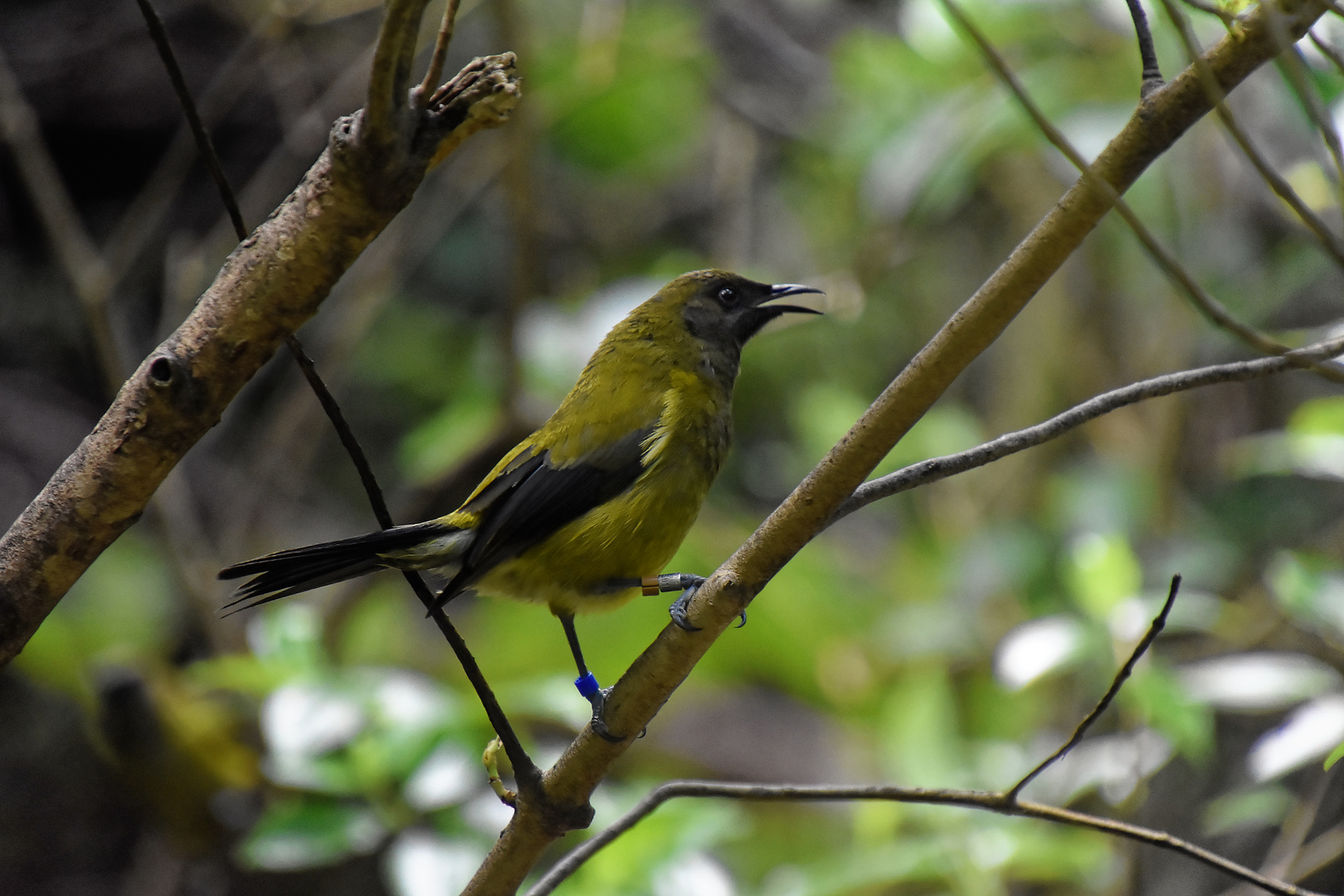 Tiritiri: Necktarvogel (Sunbird) 