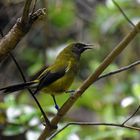 Tiritiri: Necktarvogel (Sunbird) 