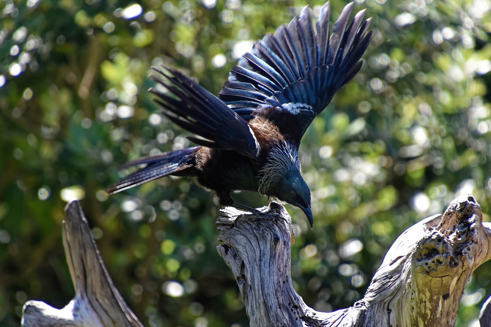 Tiritiri: Neuseeländischer Rabenvogel