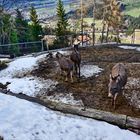 TIROL - Blick vom Kolsassberg – gegenüber das Karwendel