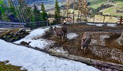 TIROL - Blick vom Kolsassberg – gegenüber das Karwendel