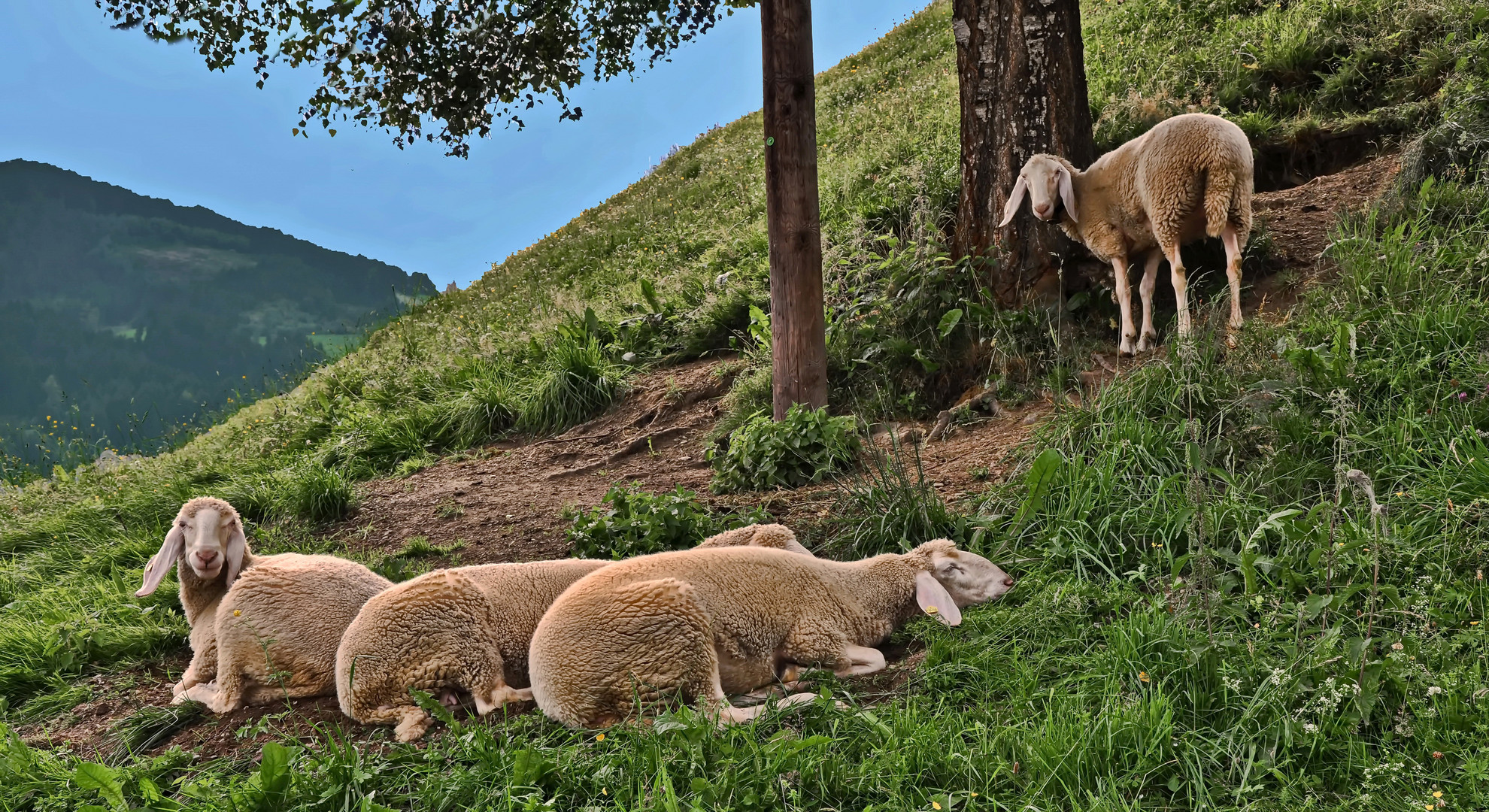 TIROL  - Kolsassberg -