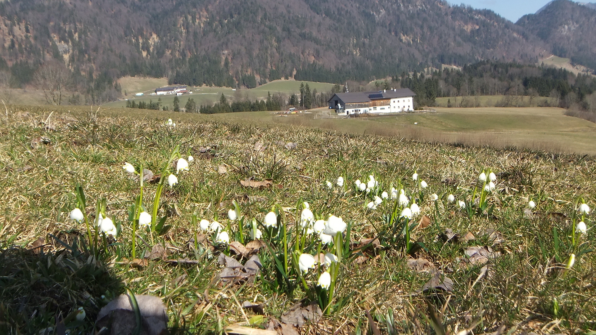 Tiroler Alm (auch als 3D)