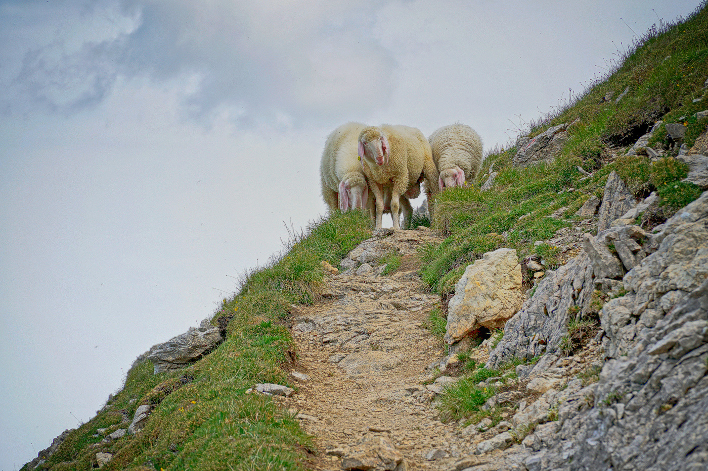 Tiroler Bergschaf