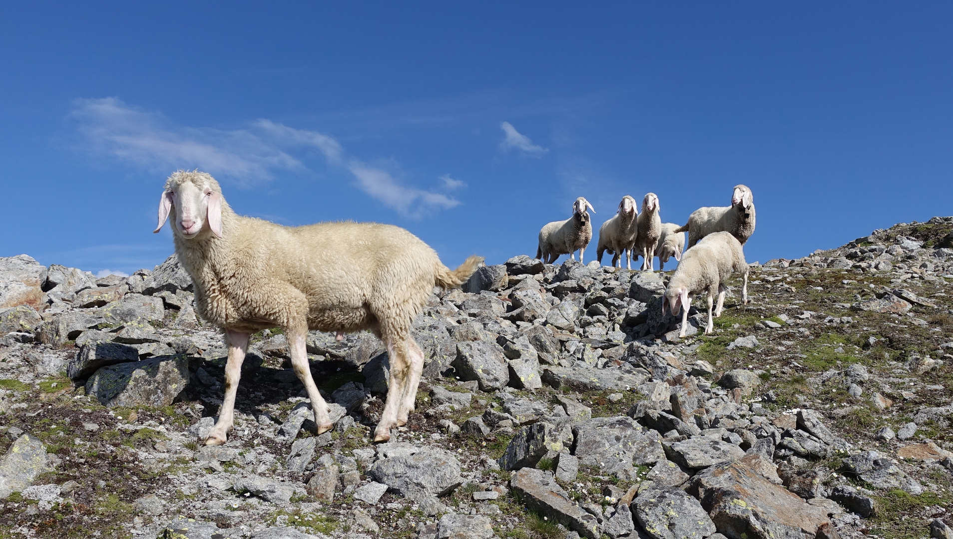 Tiroler Bergschaf(e)_14.07.2018