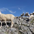 Tiroler Bergschaf(e)_14.07.2018