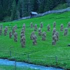 Tiroler Bergsoldaten ( Sehr selten ) bei Gries im Sellraintal