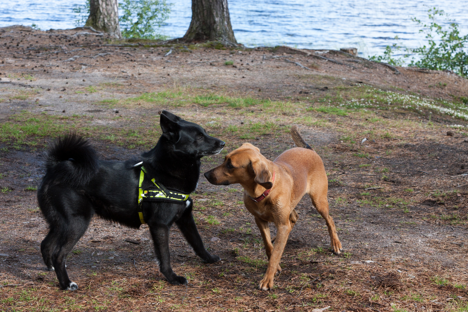 Tiroler Bracke trifft Bärenhund in Schweden