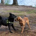 Tiroler Bracke trifft Bärenhund in Schweden