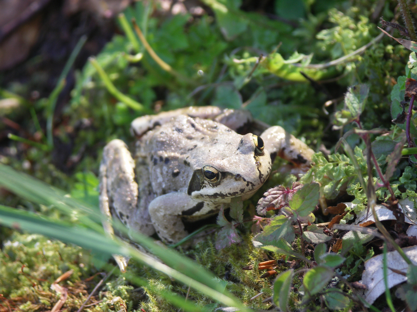 tiroler froschkönig