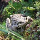 tiroler froschkönig