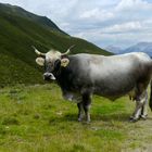 Tiroler Grauvieh - Die Perle der Tiroler Rinderzucht 