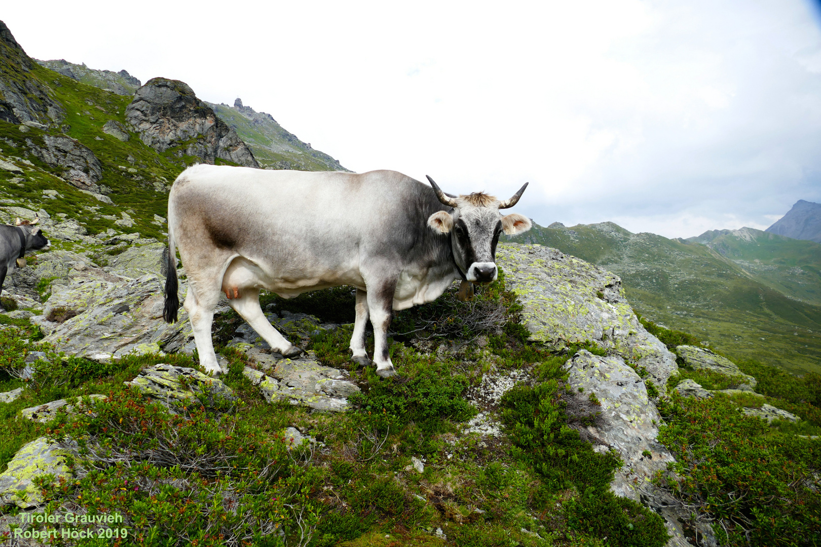 Tiroler Grauvieh vom silbernen Wipptaler Schlag auf der Alm im Navistal (Tyrolean Grey cattle)